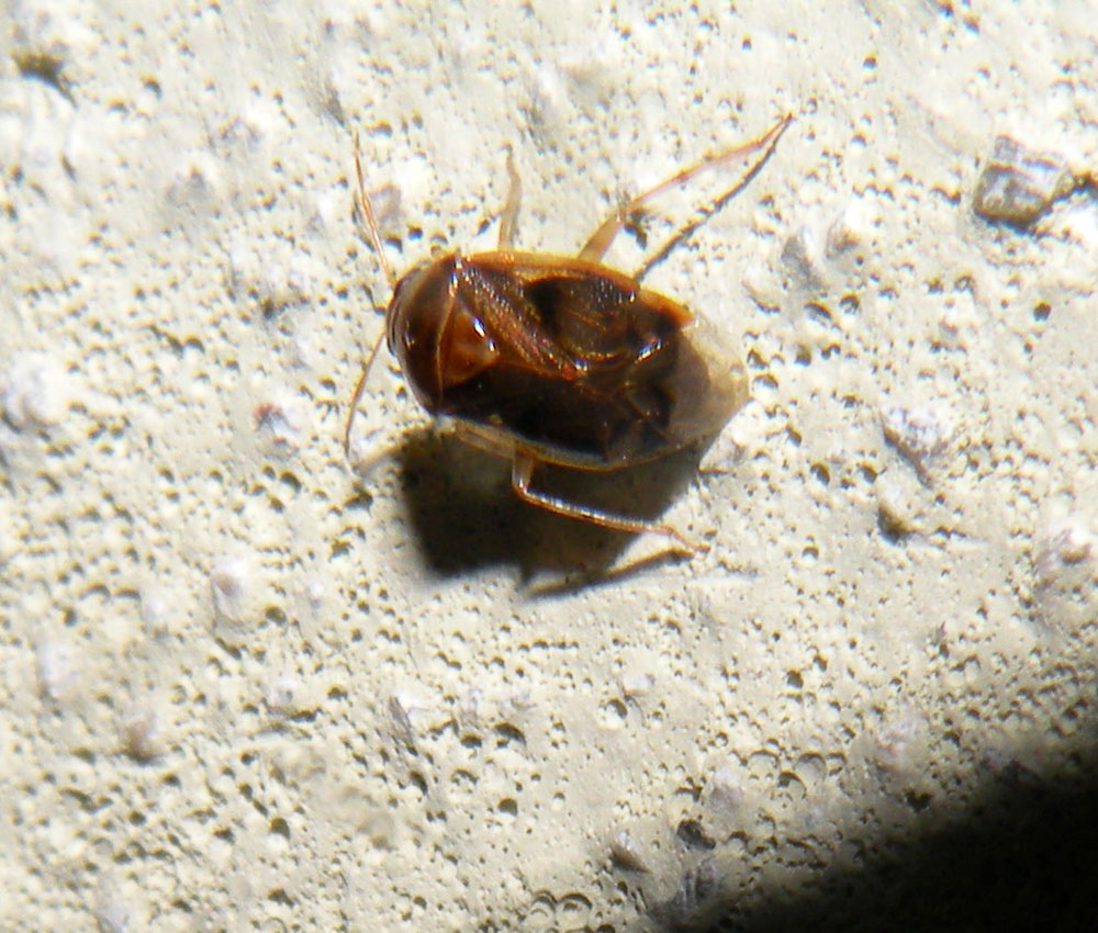 Miridae: Deraeocoris lutescens dell''Emilia (RE)